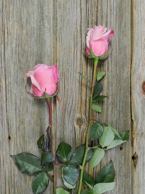 OOPS BI-COLOR (PNK/HPK) ROSES